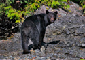 Ursus americanus